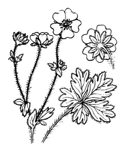 Mochna Crantzova 19