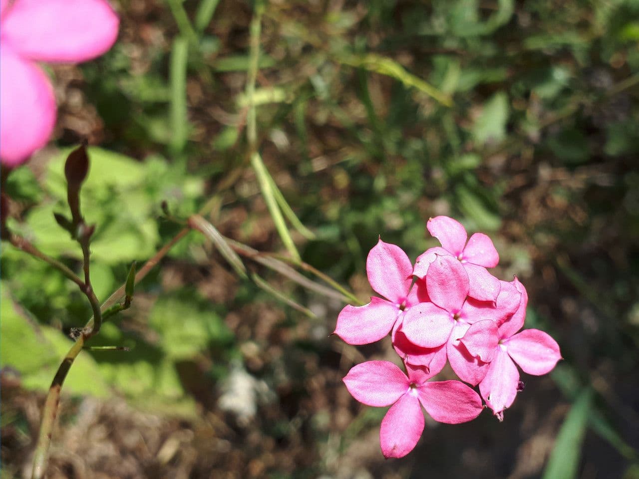 Kohautia
