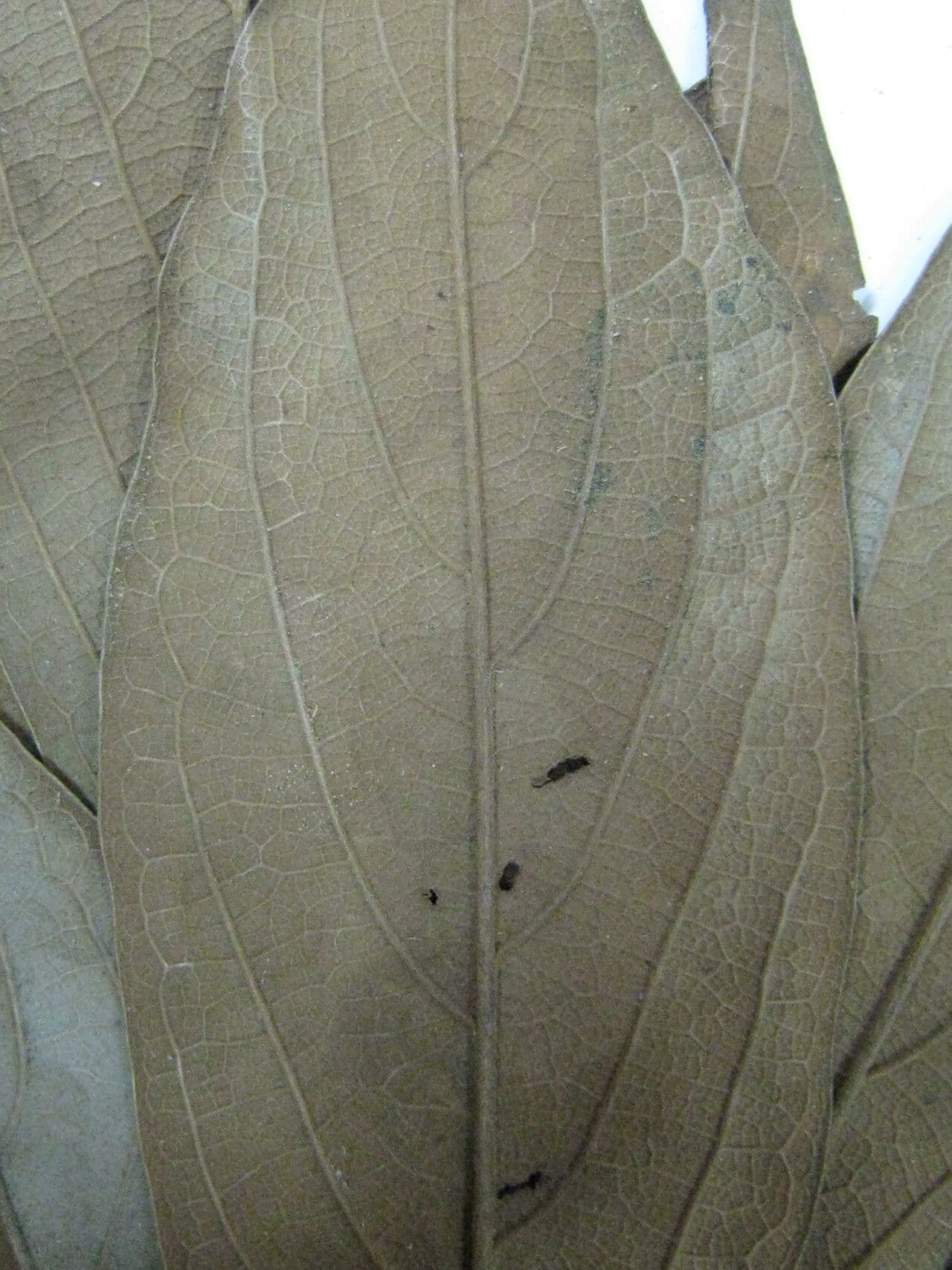 Ocotea 12