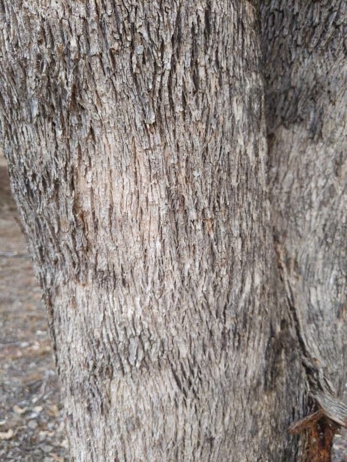 Eucalyptus microcarpa 13