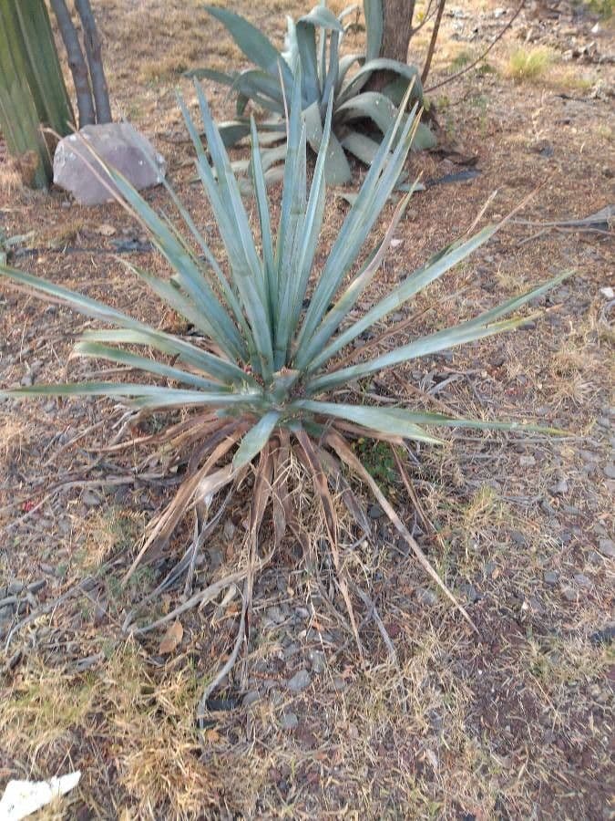 Yuca pallida 15