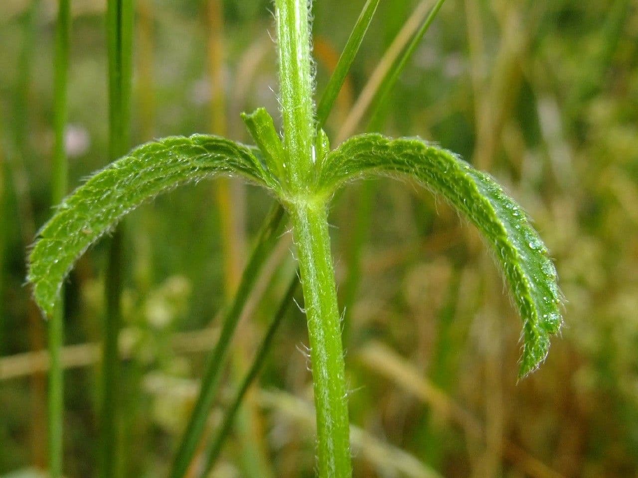 Stregona gialla 24