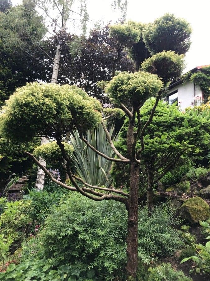 Pino parviflora 20