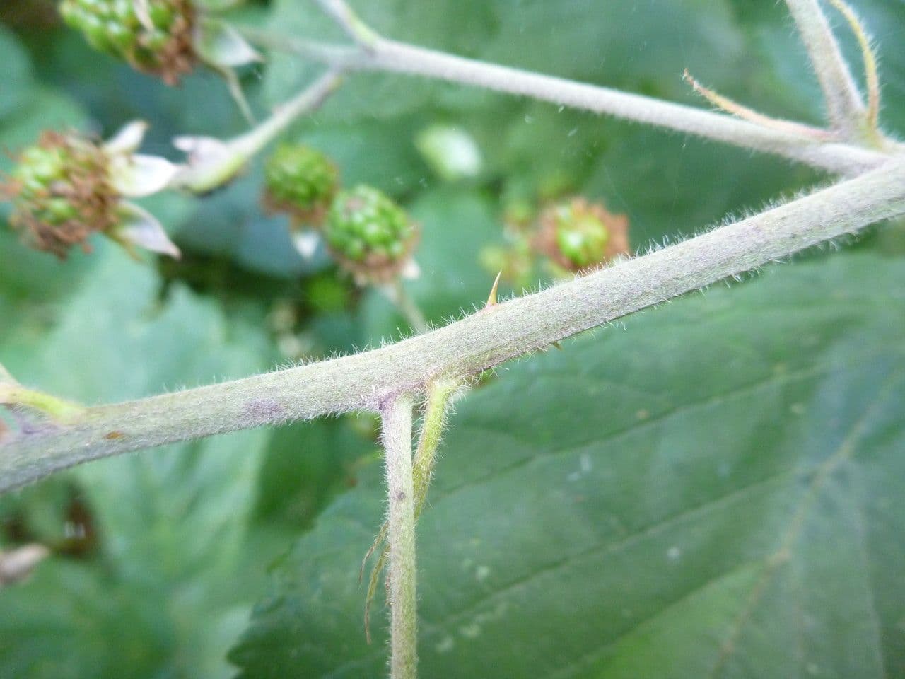 Rovo 11