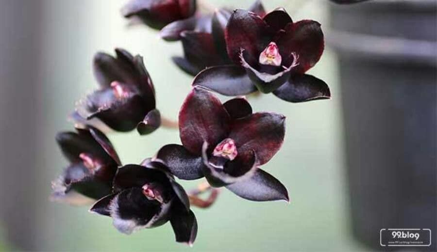 Dendrobium 5