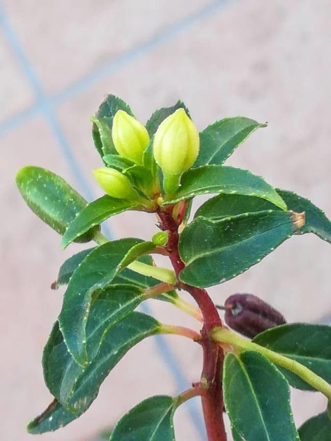 Fuchsien 26