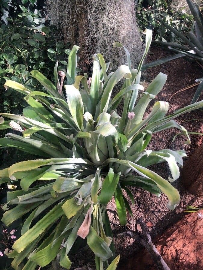 Aechmea 7