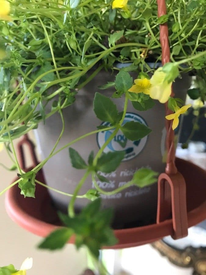 Mecardonia procumbens 14