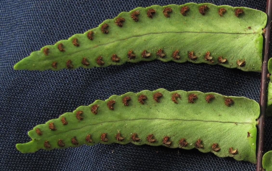 Nephrolepis 4