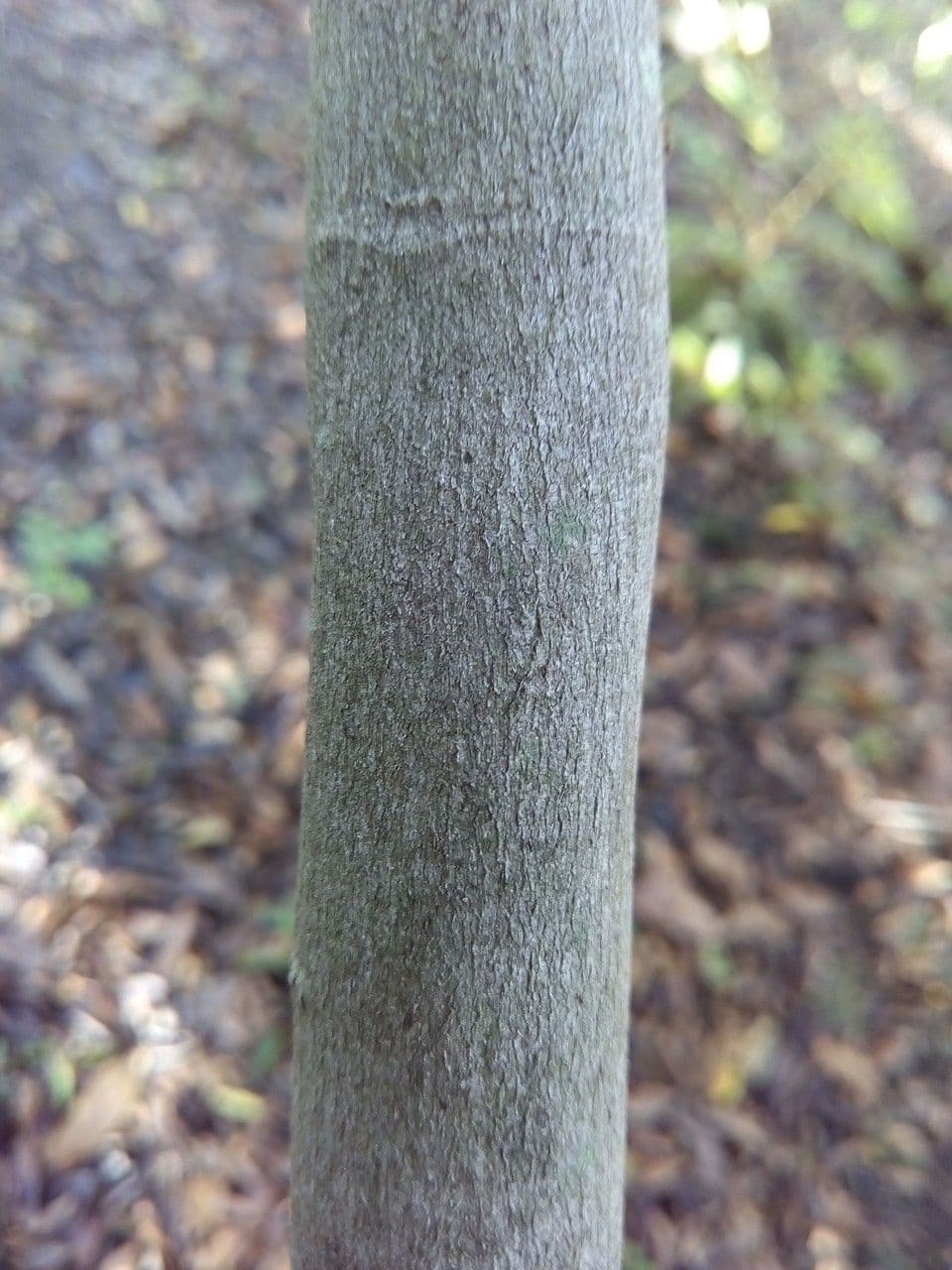 Cossinia pinnata 23
