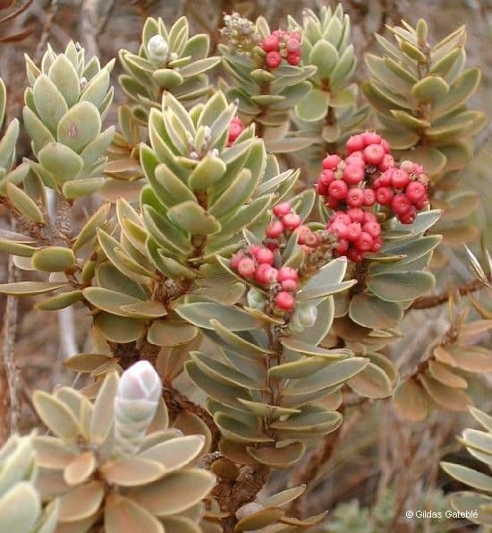 Cyathopsis 11