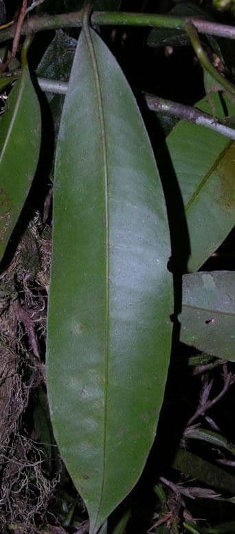 Chrysochlamys 10