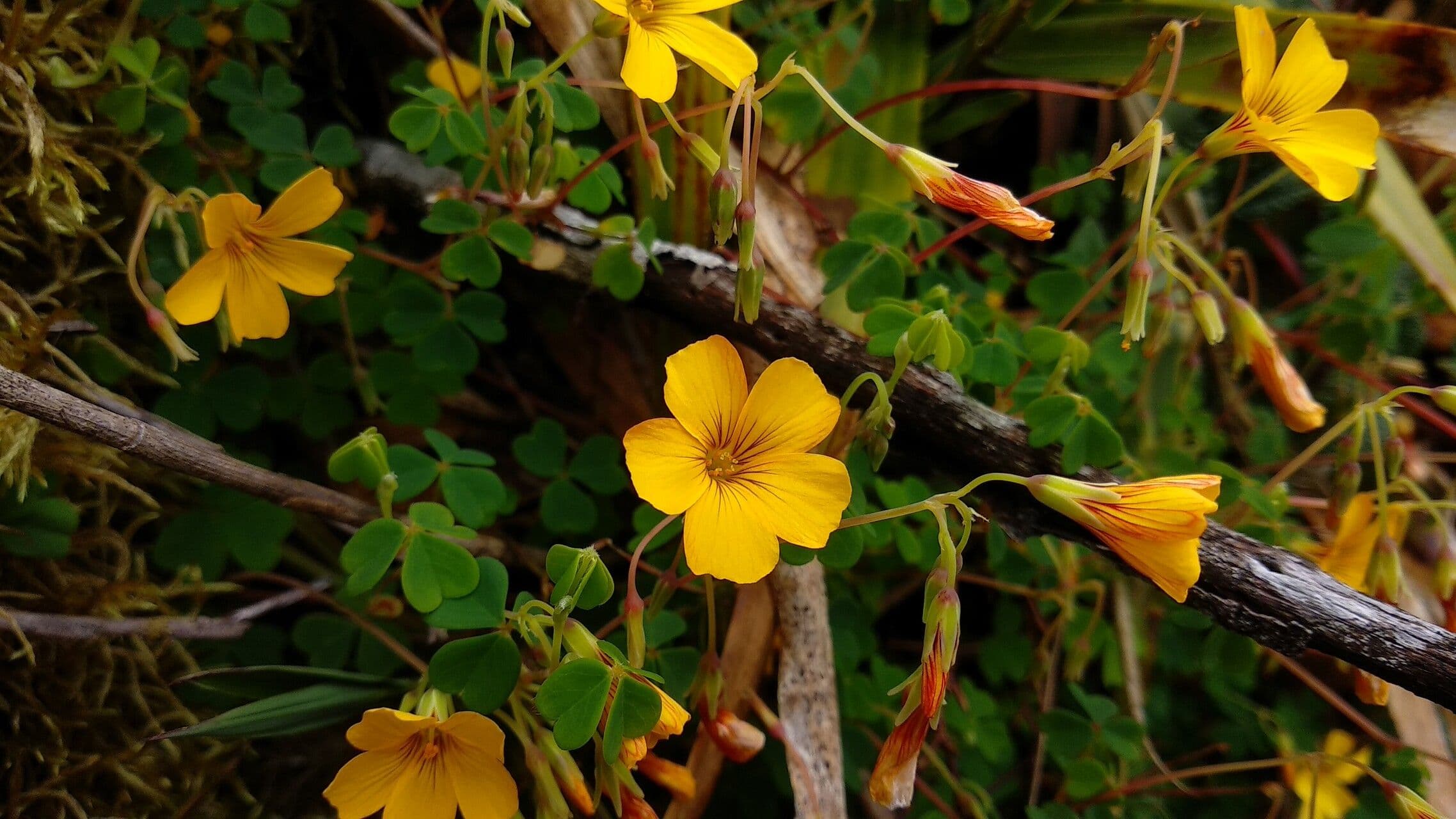 Acetosa 2