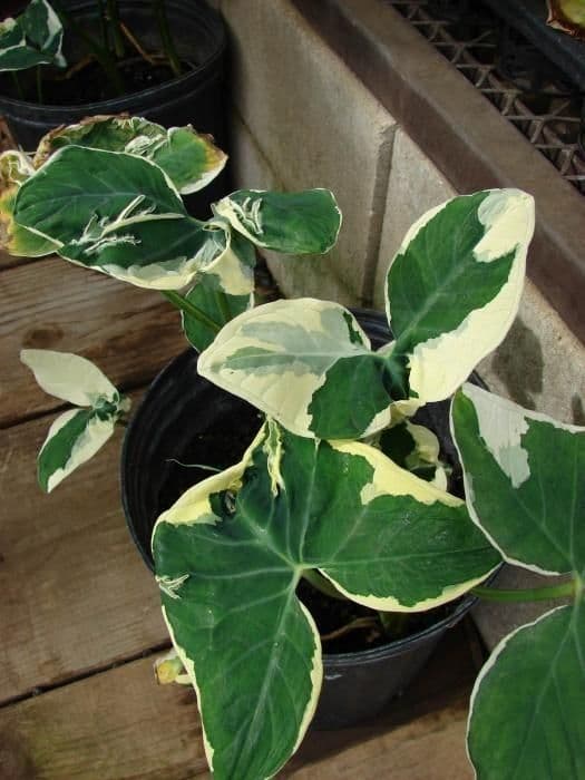 Taro 15