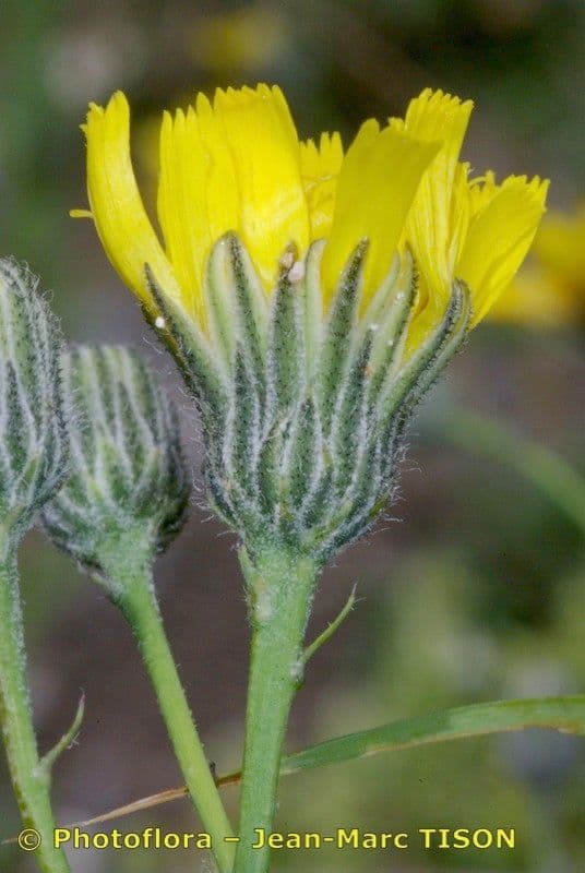 Grünflächiges Habichtskraut 2