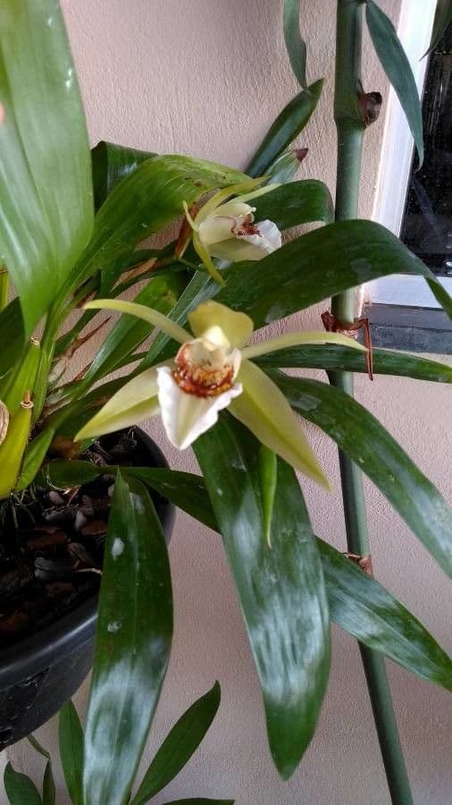 Coelogyne 3