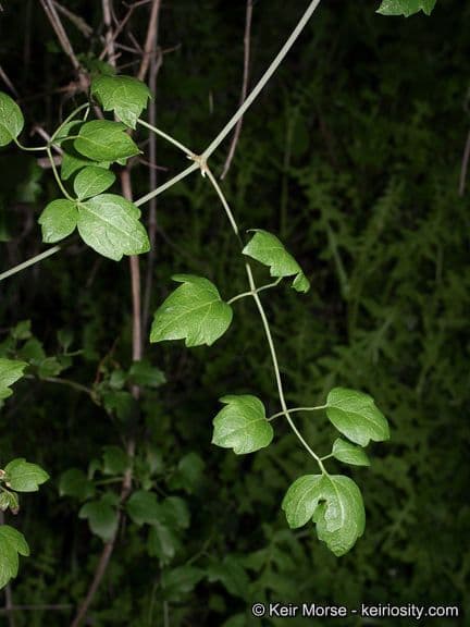 Clematide a pochi fiori 12