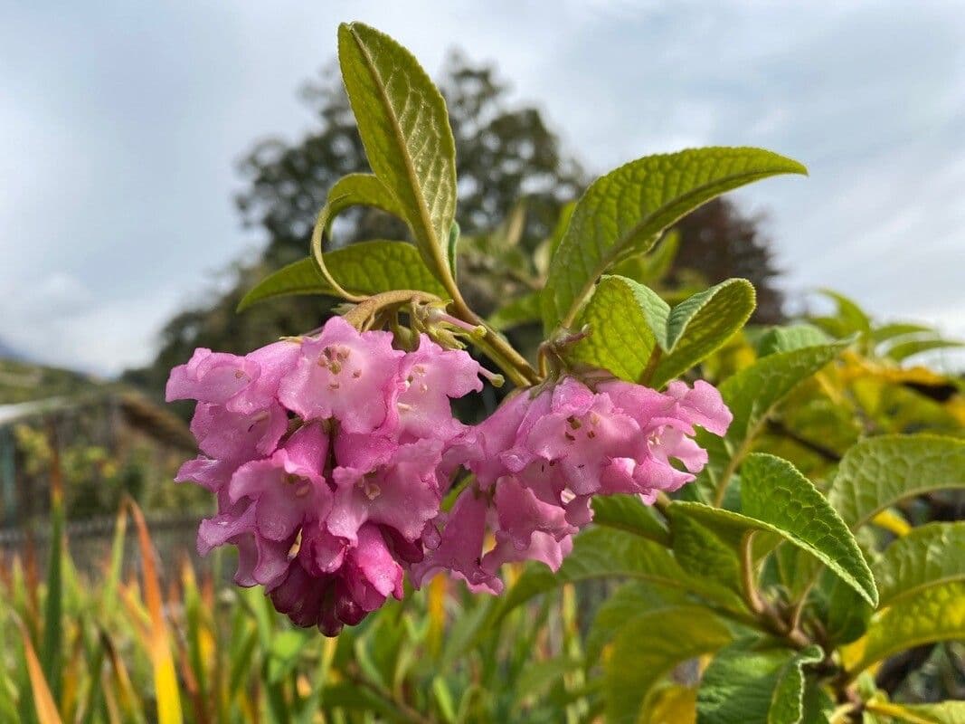 Buddleja 4
