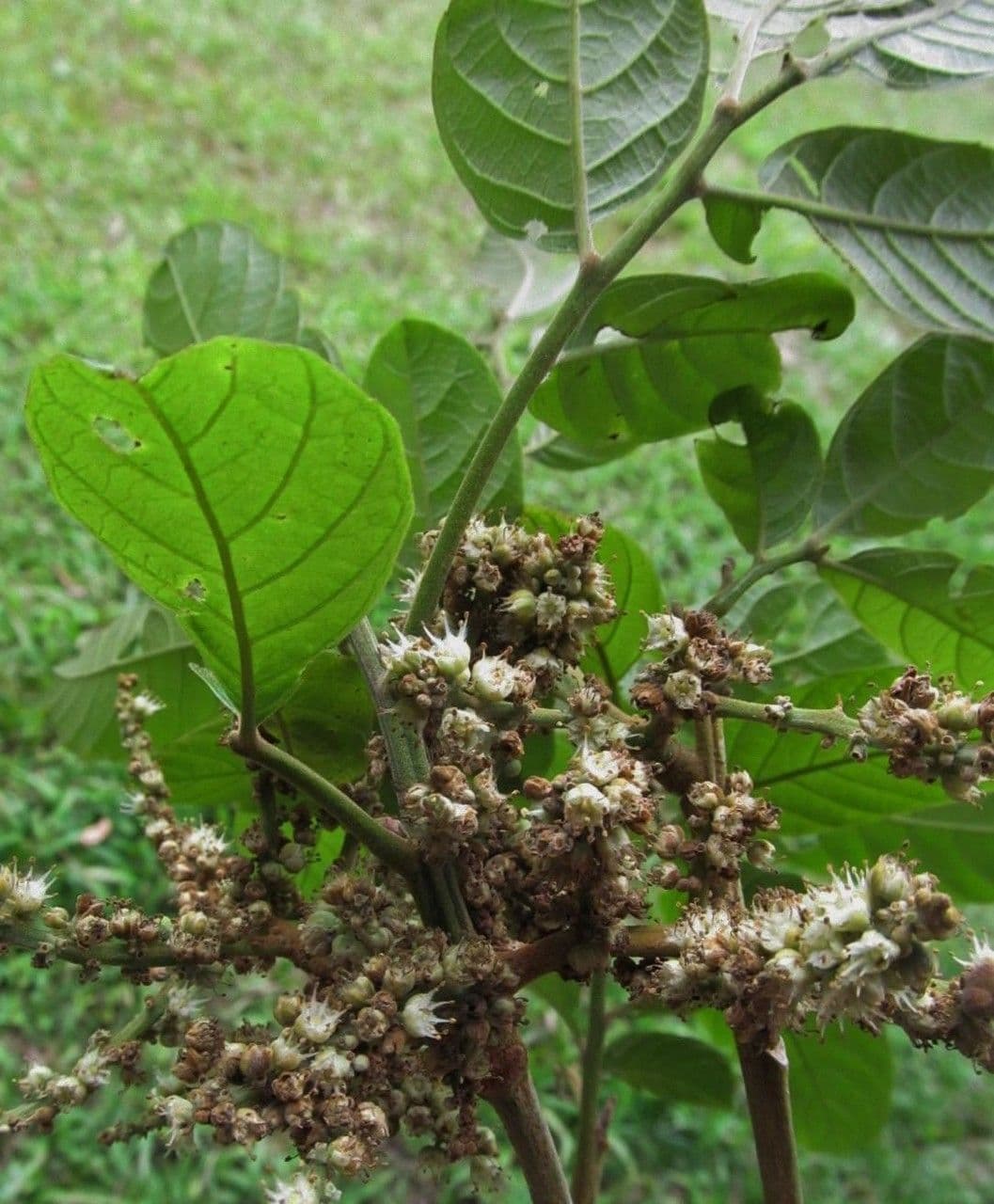 Cupania rossastra 21