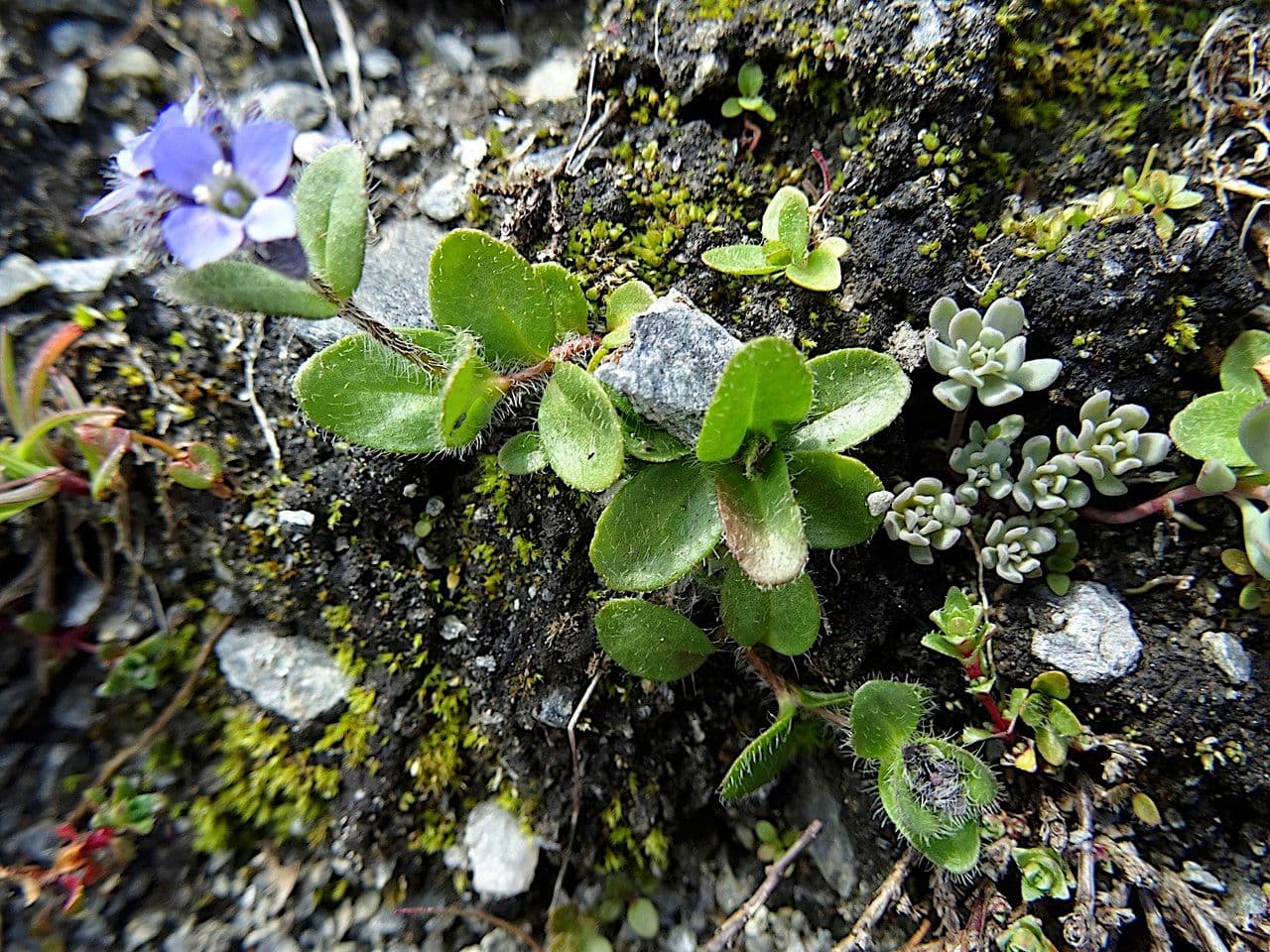 Veronica alpina 25