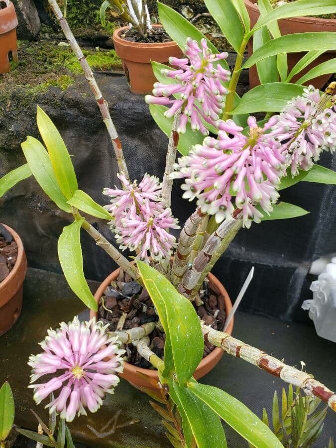 Dendrobium 3