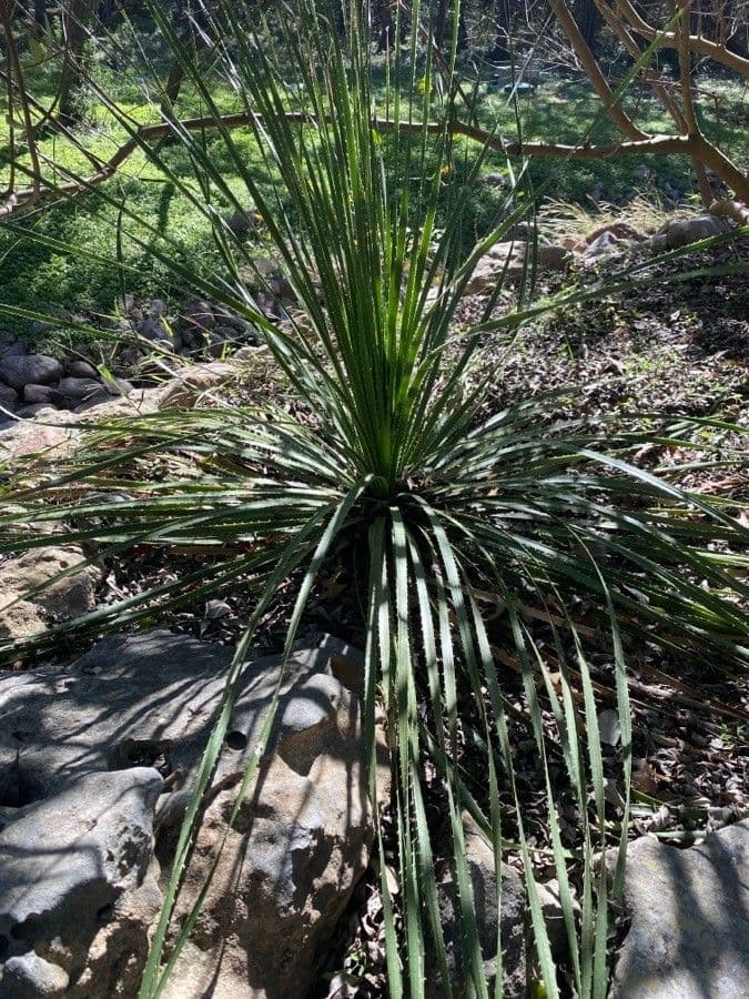 Texas-Sotol 6