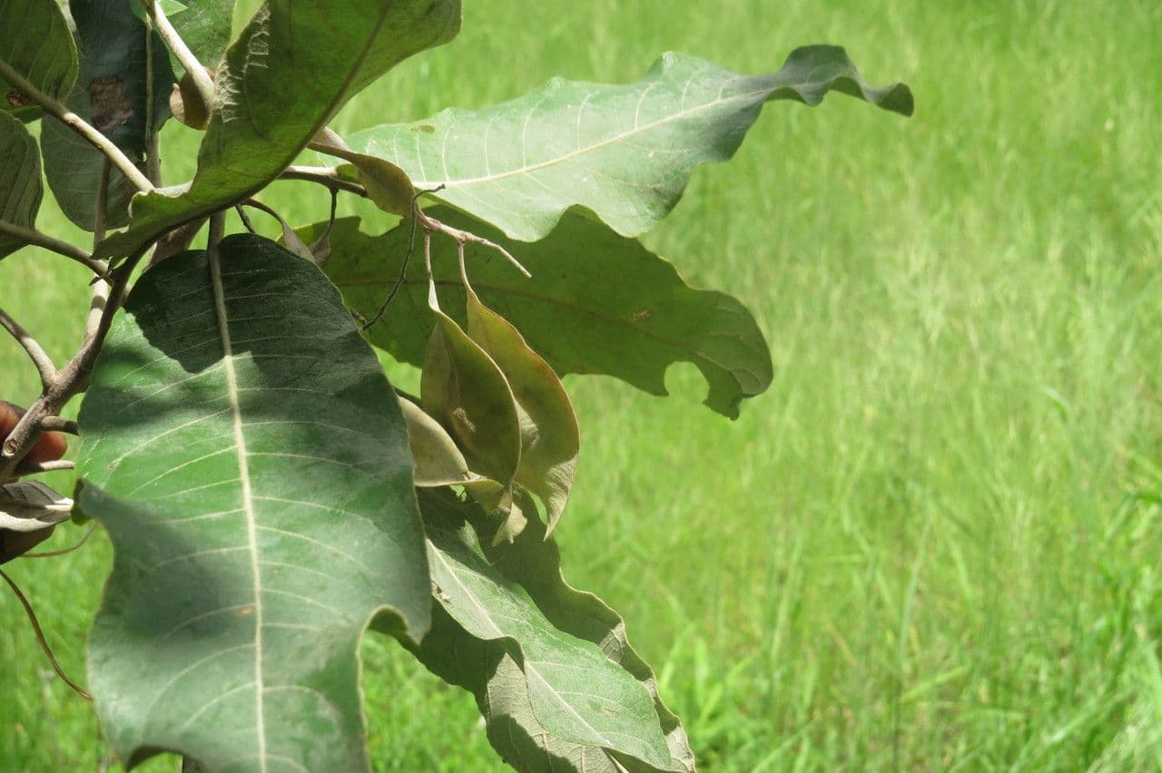 Terminalia 2