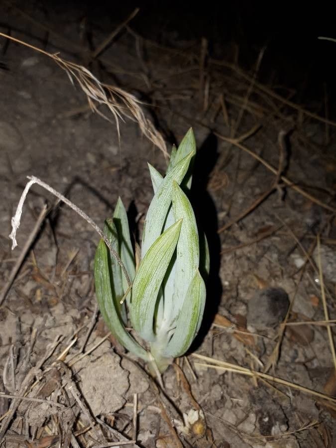 Dudleya densiflora 11