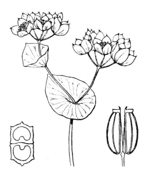 Bupleurum rotundifolium 23
