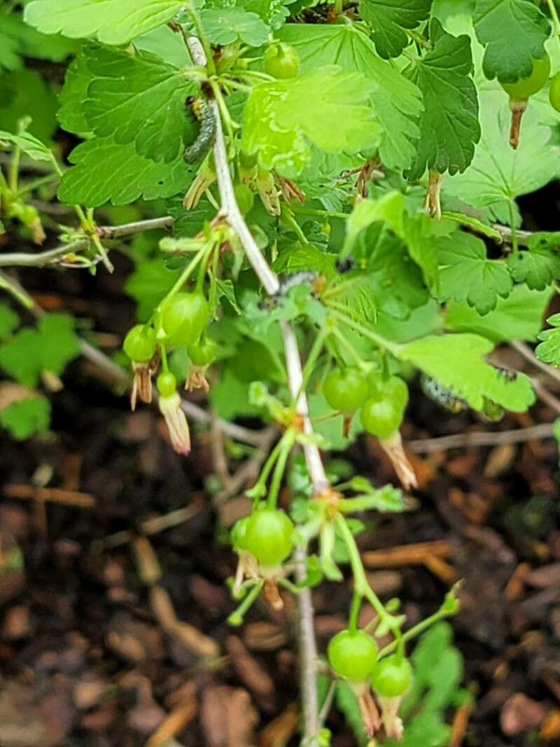 Ribes divaricato 5