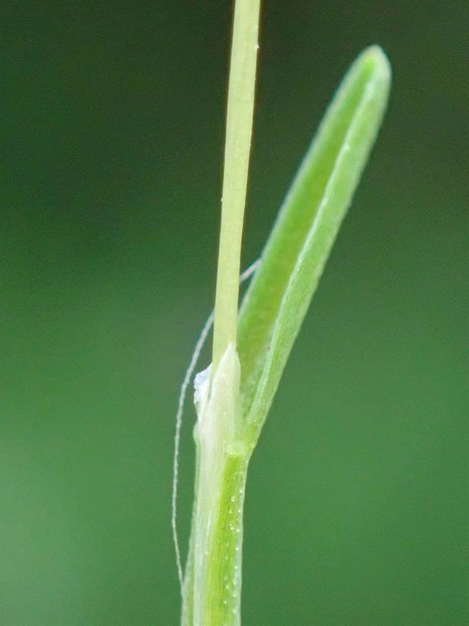 Mibora minima 23