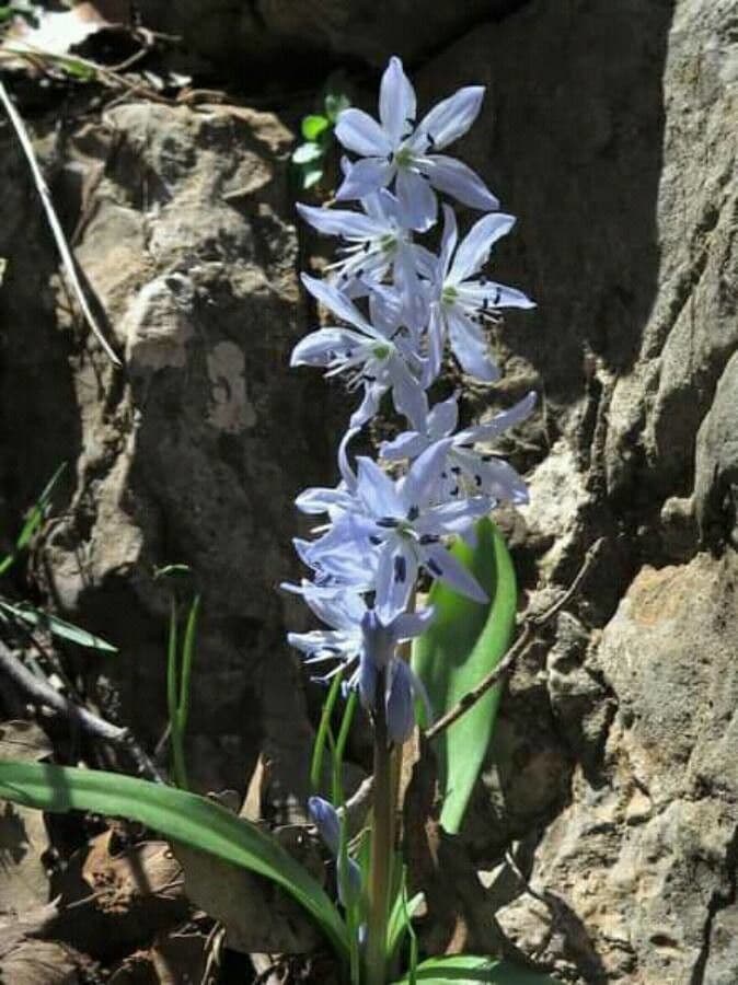 Scilla