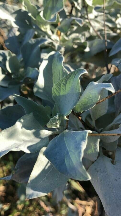 Encelia 11