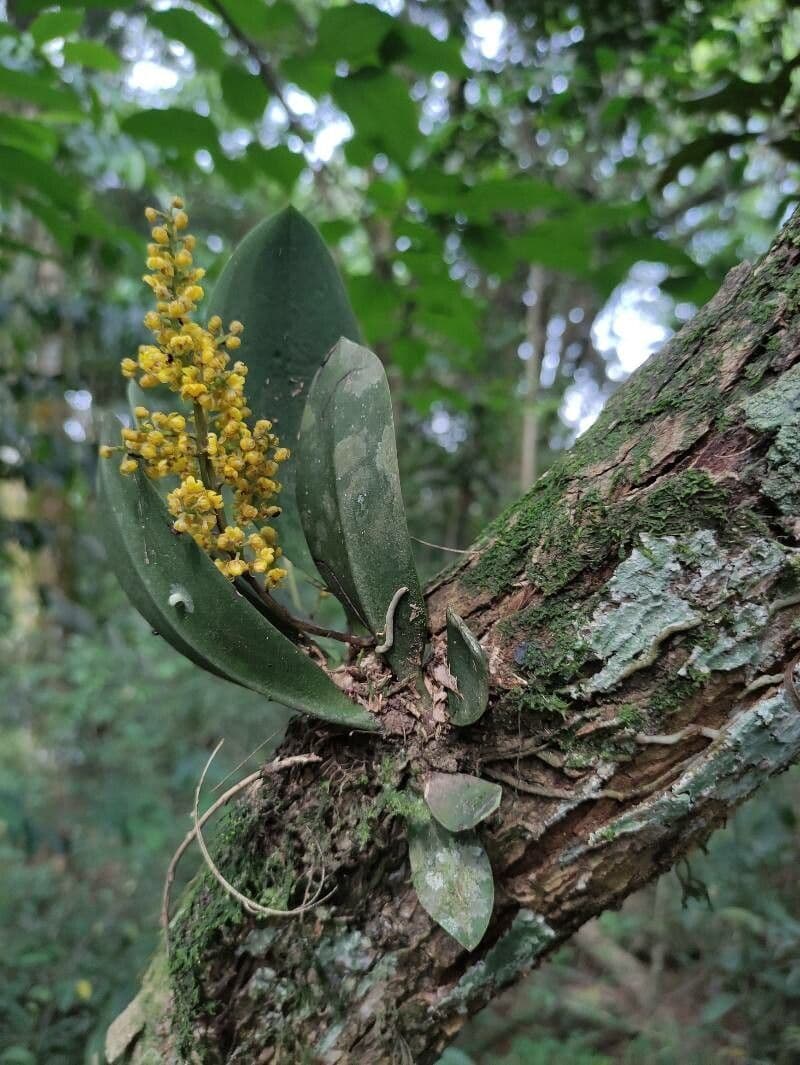 Trichocentrum
