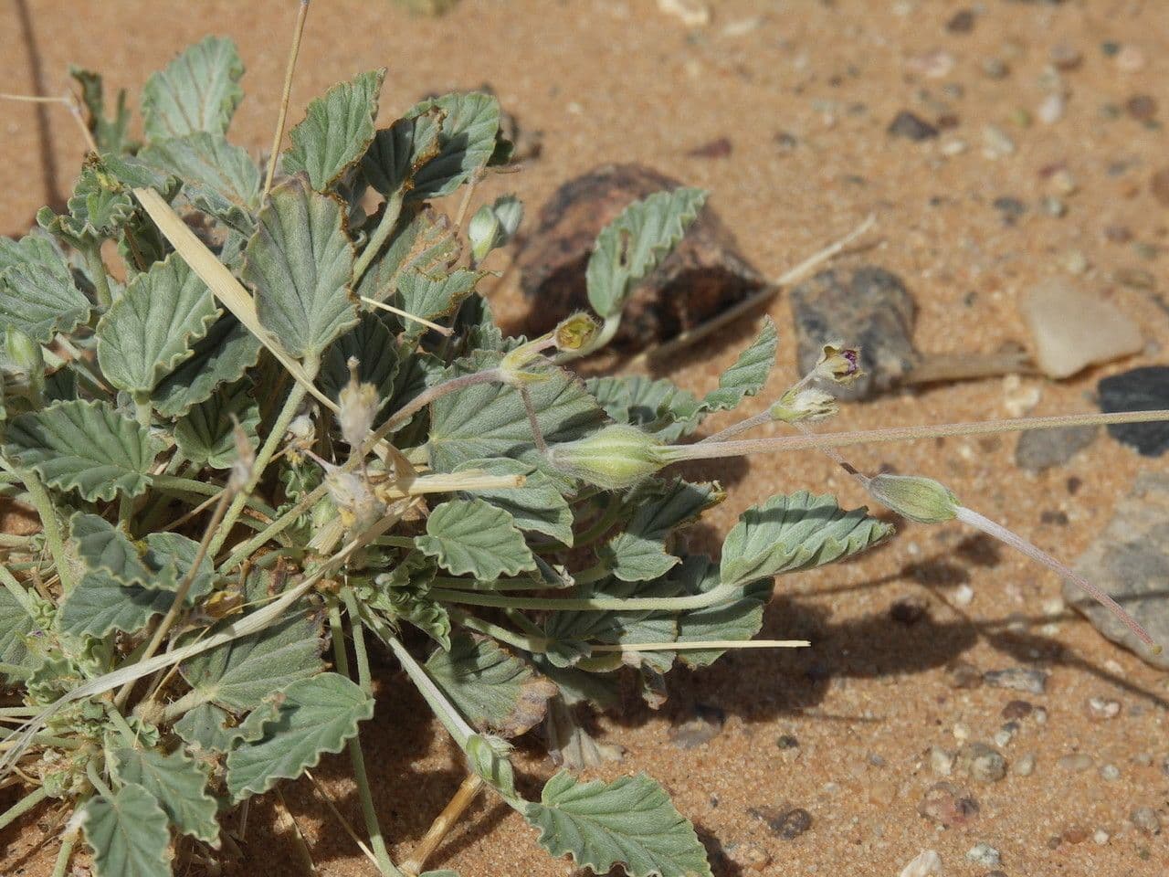 Monsonia 2