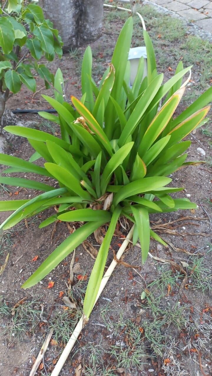 Hymenocallis odorant