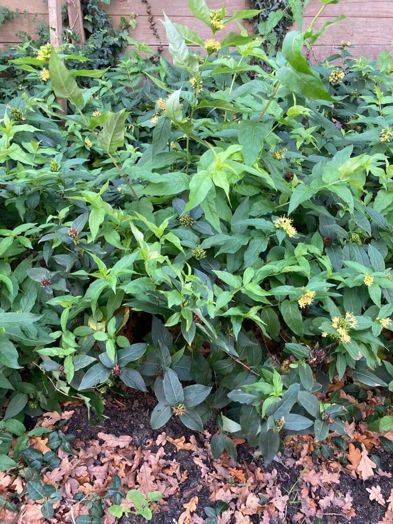 Busch-Honeysuckle 7