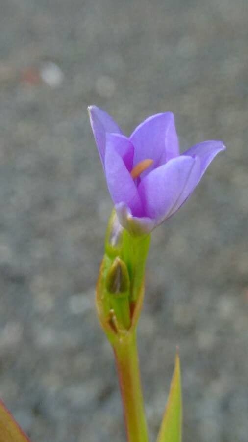 Aristea 4