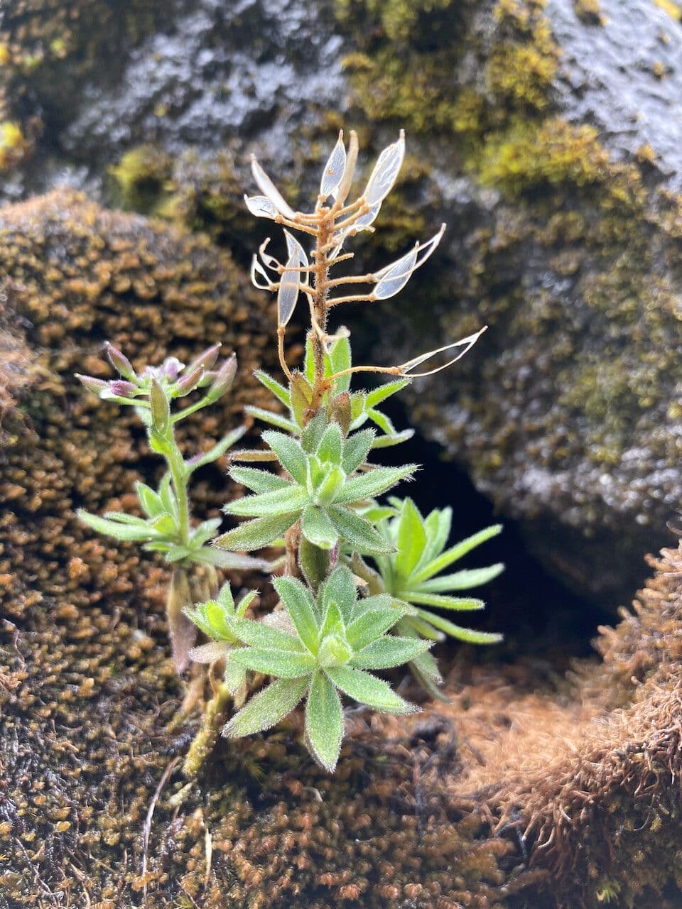 Draba 13