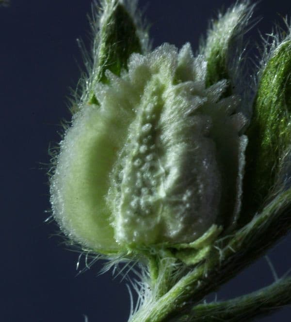Cryptantha pterocarya 2