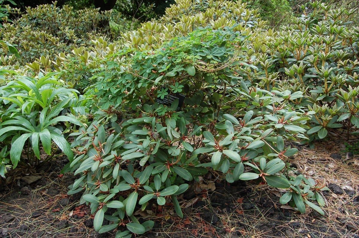Rododendron 10