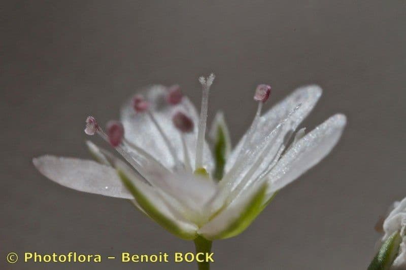 Minuartia setacea 3