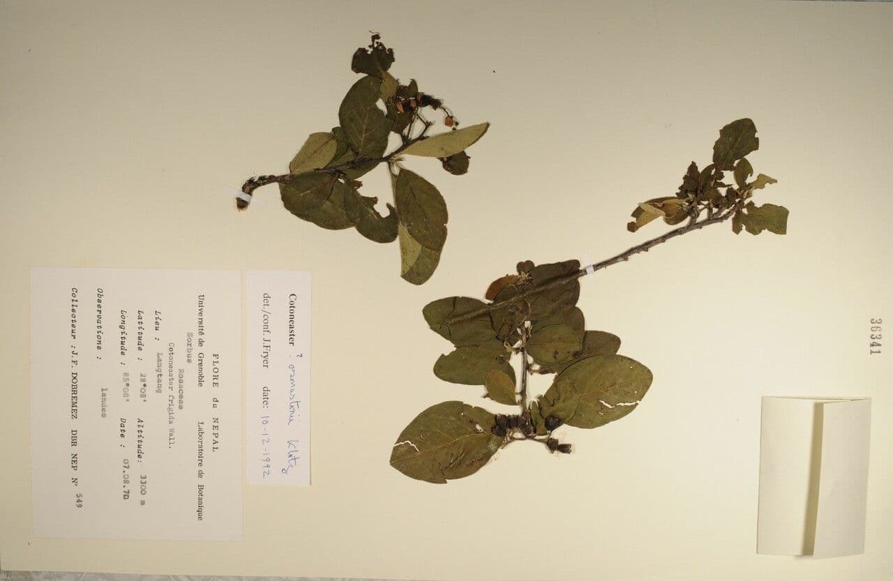 Cotoneaster 25