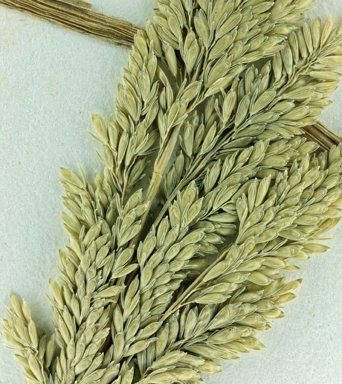 Herbe