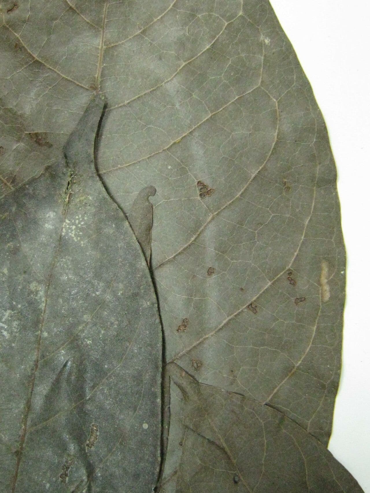 Ocotea 9