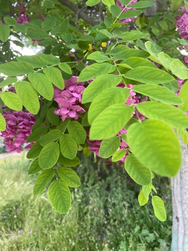 Robinia ispida 16