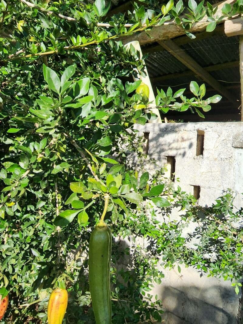 Albero dei candelabri 16