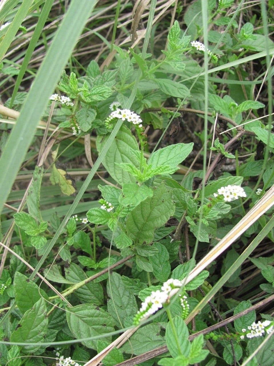 Eliciotropio angiospermo 11