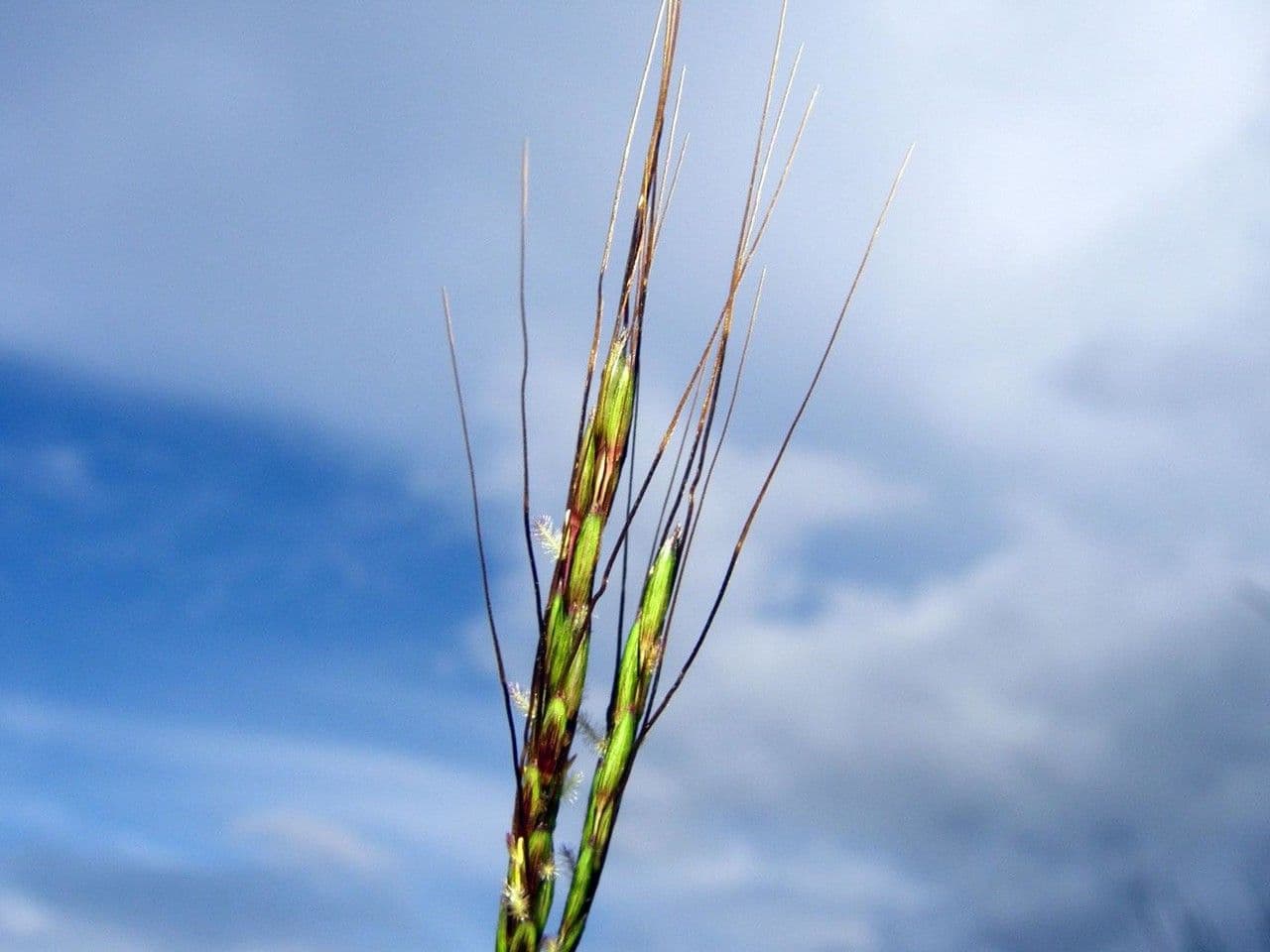 Hyparrhenia rufa 5