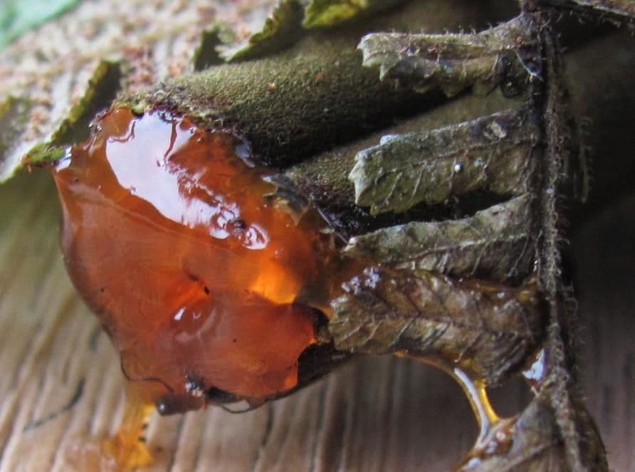 Paproć drzewiasta 3